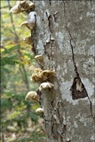 Oudemansiella mucida image
