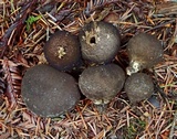 Lycoperdon umbrinum image