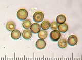 Lycoperdon umbrinum image