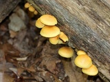 Gymnopilus penetrans image