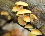 Gymnopilus penetrans image