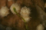 Dasyscyphus bicolor image
