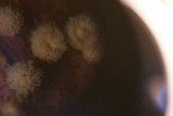 Dasyscyphus bicolor image
