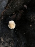 Mycena galericulata image