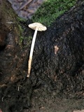 Mycena galericulata image