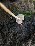Mycena galericulata image