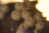 Dasyscyphus bicolor image
