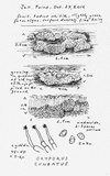 Oxyporus cuneatus image