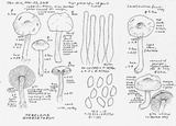 Hebeloma quercetorum image