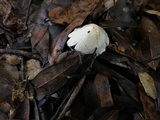 Inocybe sororia image