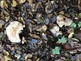 Lactarius argillaceifolius var. megacarpus image