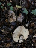Lactarius argillaceifolius image