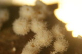 Dasyscyphus bicolor image