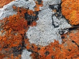 Aspicilia cyanescens image