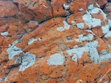 Aspicilia cyanescens image