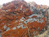 Aspicilia cyanescens image