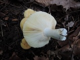 Russula subterfurcata image