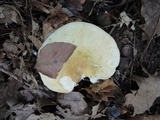 Russula subterfurcata image