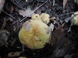 Russula subterfurcata image