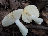 Russula subterfurcata image