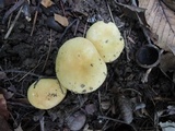 Russula subterfurcata image