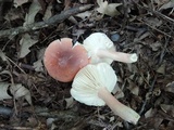 Russula rosea image