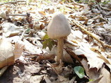 Nolanea verna var. isodiametrica image