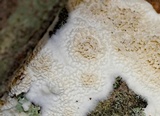 Irpex lacteus image