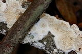 Irpex lacteus image