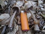 Nolanea verna var. isodiametrica image