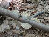 Bjerkandera adusta image
