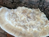 Bjerkandera adusta image