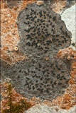 Opegrapha rupestris image