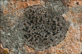 Opegrapha rupestris image