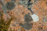Opegrapha rupestris image