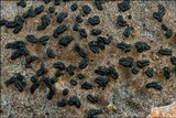 Opegrapha rupestris image