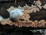 Phlebia radiata image