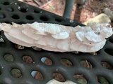 Gloeoporus dichrous image