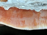 Gloeoporus dichrous image