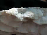 Gloeoporus dichrous image