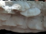 Gloeoporus dichrous image
