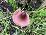 Mycena purpureofusca image
