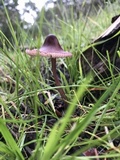 Mycena purpureofusca image