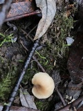Clitocybe salmonilamella image
