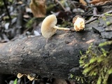Clitocybe salmonilamella image