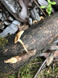 Clitocybe salmonilamella image