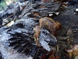 Phellinus gilvus image