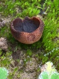 Plicaria endocarpoides image