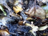 Gymnopus quercophilus image