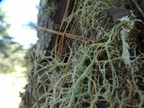 Usnea fragilescens image